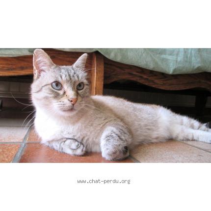 Photo 1/1 Mimi Chat lost in Trebes