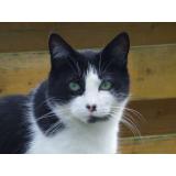 Picture of cat lost at Saint Vrain