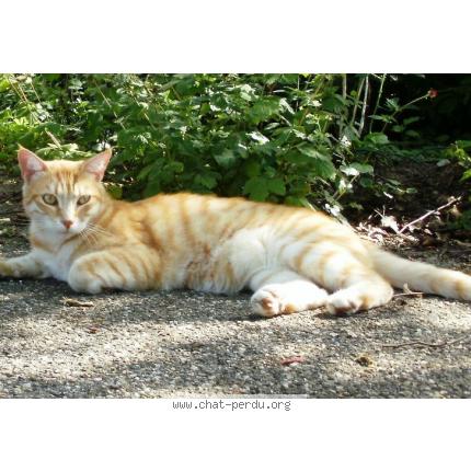 Photo 1/1 ZORRO Chat lost in Grezieu la varenne