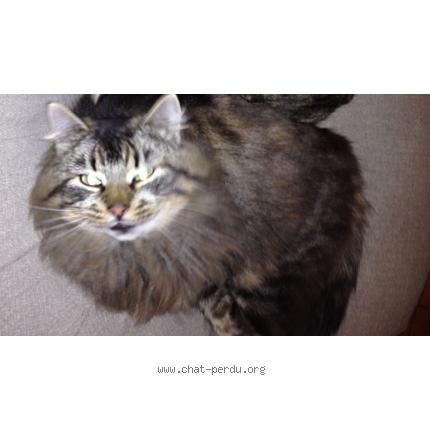 Photo 1/1 Blacko Chat lost in Tilloloy