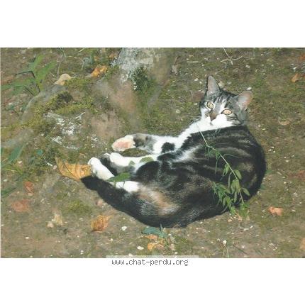 Photo 1/1 DATA Chat lost in Echillais