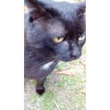 Picture of cat lost at Boulogne Billancourt