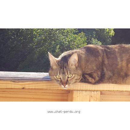 Photo 1/1 Balthazar Chat lost in Gap