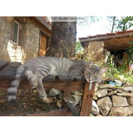 Photo 1/1 MOKA Chat lost in Reyrevignes