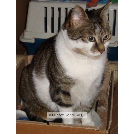 Photo 1/1 BONZAï Chat lost in Massy