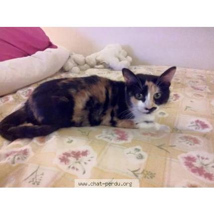 Photo 1/1 Tagada Chat lost in Aulnay sous bois