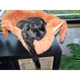 Picture of cat lost at Champenoux