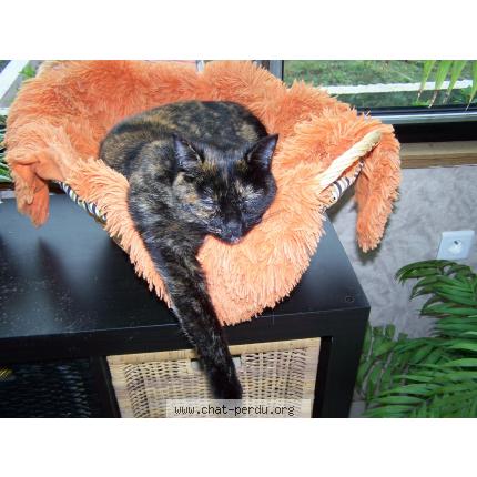 Photo 1/1 FRIMOUSSE Chat lost in Champenoux