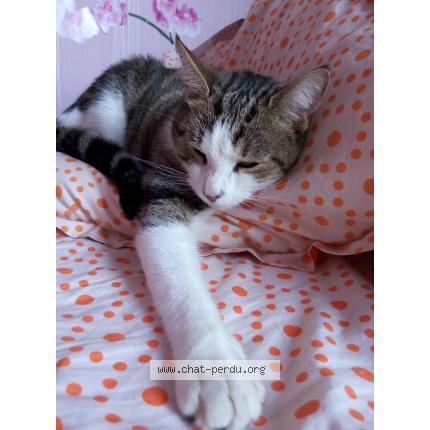 Photo 1/1 Hawaï Chat lost in Souppes sur loing