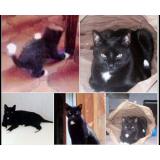 Picture of cat lost at Trausse