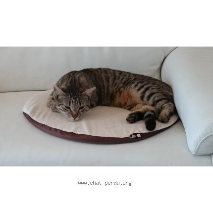 Photo 1/1 Fripouille Chat lost in Salon de provence