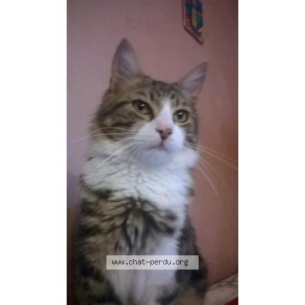 Photo 1/1 Mimi Chat lost in Gieres