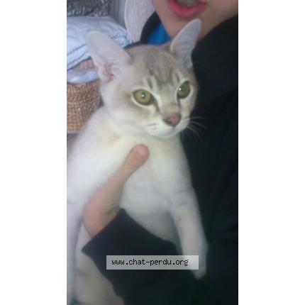 Photo 1/1 izzy-fidji Chat lost in Beziers