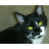 Picture of cat lost at Bouvron