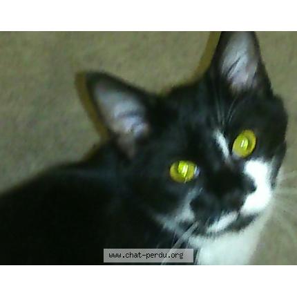 Photo 1/1 Calibisse Chat lost in Bouvron