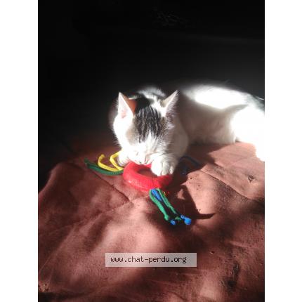 Photo 1/1 Grizzly Chat lost in Meymac