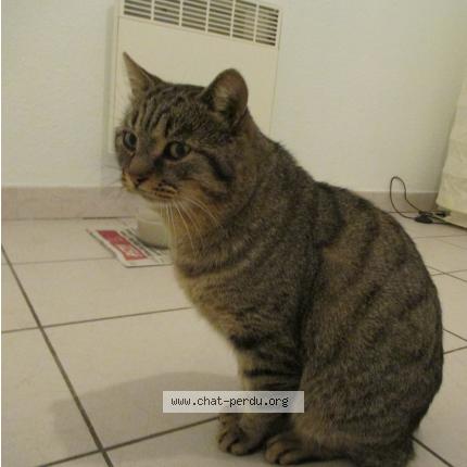 Photo 1/1 matou Chat lost in Villegailhenc