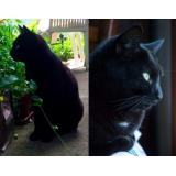 Picture of cat lost at Le Cannet