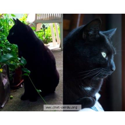 Photo 1/1 Diabolo Chat lost in Le cannet