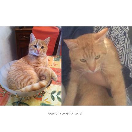 Photo 1/1 Pepette Chat lost in Lyon