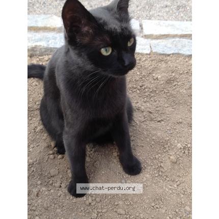 Photo 1/1 Jipsy Chat lost in Merxheim