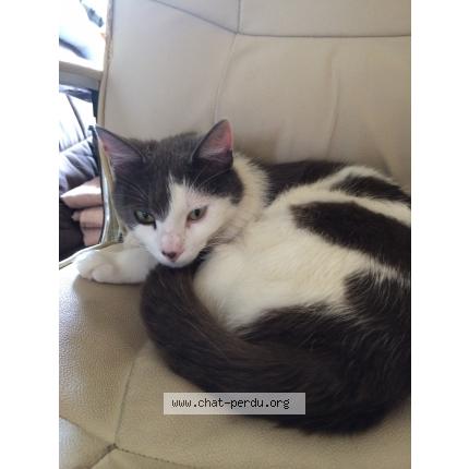 Photo 1/1 Chi Chat lost in Evry