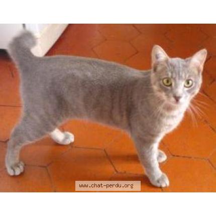 Photo 1/1 Jumper Chat lost in Saint remy