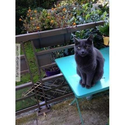 Photo 1/1 IENA Chat lost in Lagny sur marne