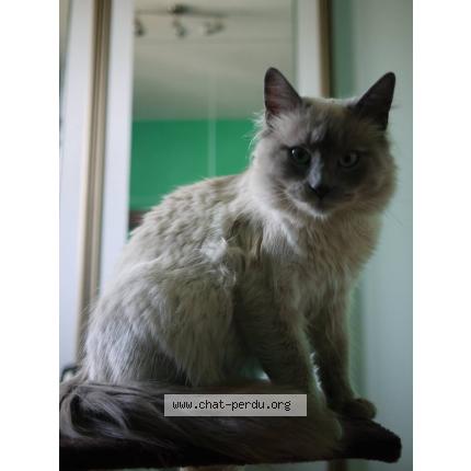 Photo 1/1 sultan Chat lost in Carcassonne