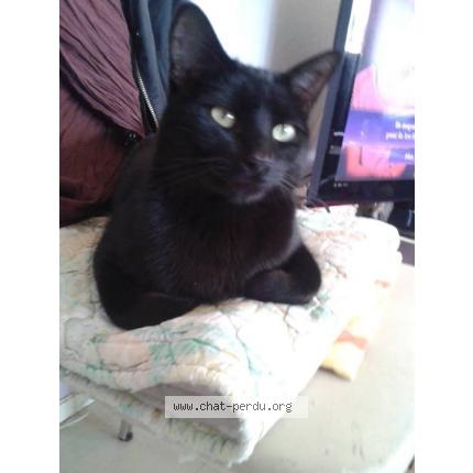 Photo 1/1 baguerra Chat lost in Nantes