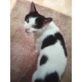 Picture of cat lost at La Trinite