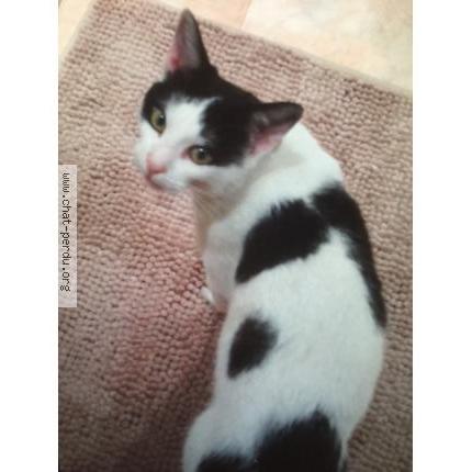 Photo 1/1 Rambo Chat lost in La trinite