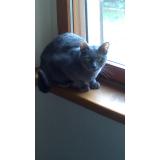 Picture of cat lost at Bellegarde Du Razes