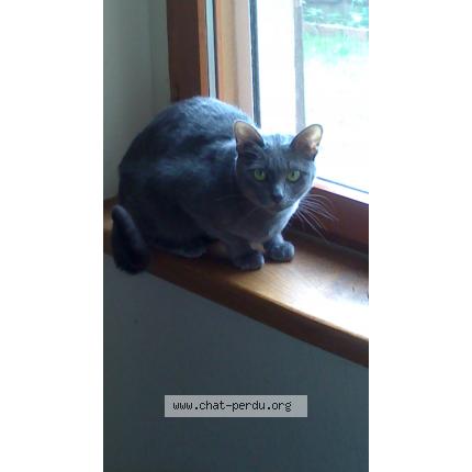 Photo 1/1 Fibie Chat lost in Bellegarde du razes