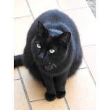 Picture of cat lost at Buglose