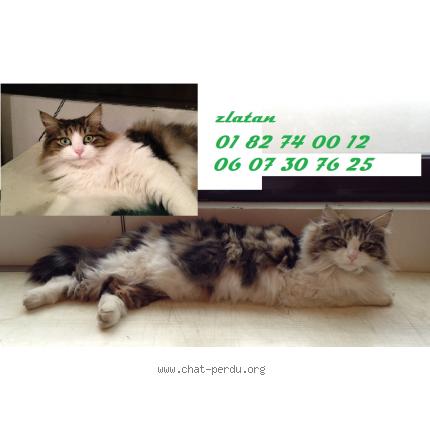 Photo 1/1 Zlatan Chat lost in Ozoir la ferriere