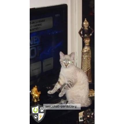 Photo 1/1 Isis Chat lost in Lorient