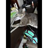 Picture of cat lost at La Mulatiere