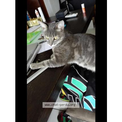 Photo 1/1 Macabou Chat lost in La mulatiere