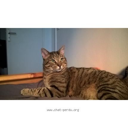 Photo 1/1 Tigars Chat lost in Asnieres sur seine
