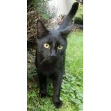 Picture of cat lost at Draveil