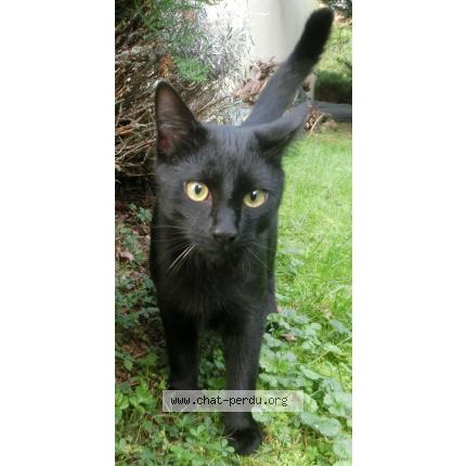 Photo 1/1 Azur Chat lost in Draveil