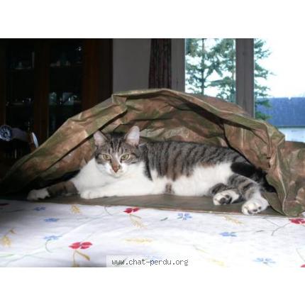 Photo 1/2 Diabolo Chat lost in Asnieres