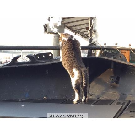 Photo 2/2 Diabolo Chat lost in Asnieres