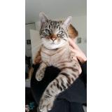 Picture of cat lost at Pessac