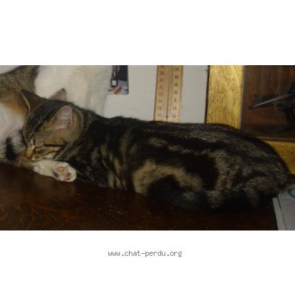 Photo 1/1 Cannelle Chat lost in Couesmes