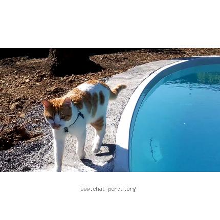 Photo 1/1 Jack Chat lost in Cagnes sur mer