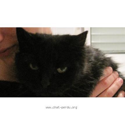 Photo 1/1 TITOUNE Chat lost in Angouleme