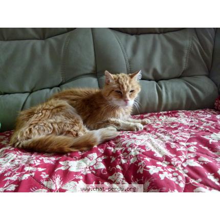 Photo 1/1 Jamel Chat lost in Sainte luce sur loire