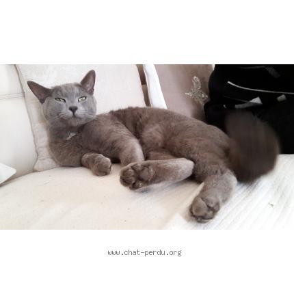 Photo 1/1 Sweetie Chat lost in Roquebrune sur argens